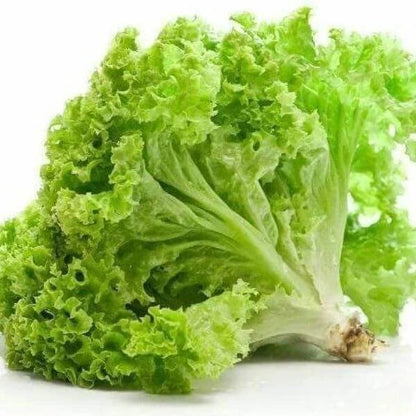 Batavian Lettuce Seeds - Heirloom Vegetable Plant for Home Gardens