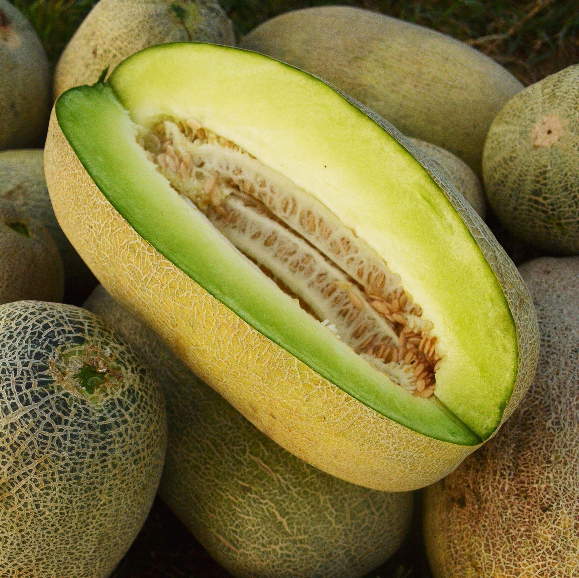 Bateekh Samara Melon Seeds