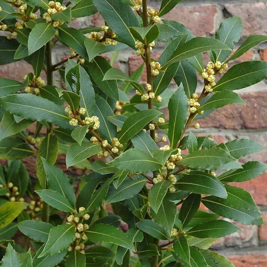 Bay Laurel Seeds - Herbal Plant