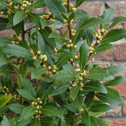 Bay Laurel Seeds - Herbal Plant