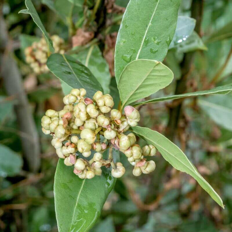 Bay Laurel Seeds - Herbal Plant