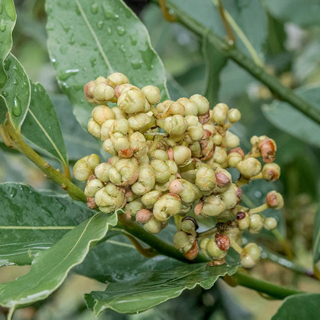 Bay Laurel Seeds - Herbal Plant