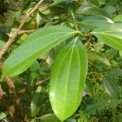 Bay Leaf Plant Seeds - Heirloom Herbal Plant for Home Gardens