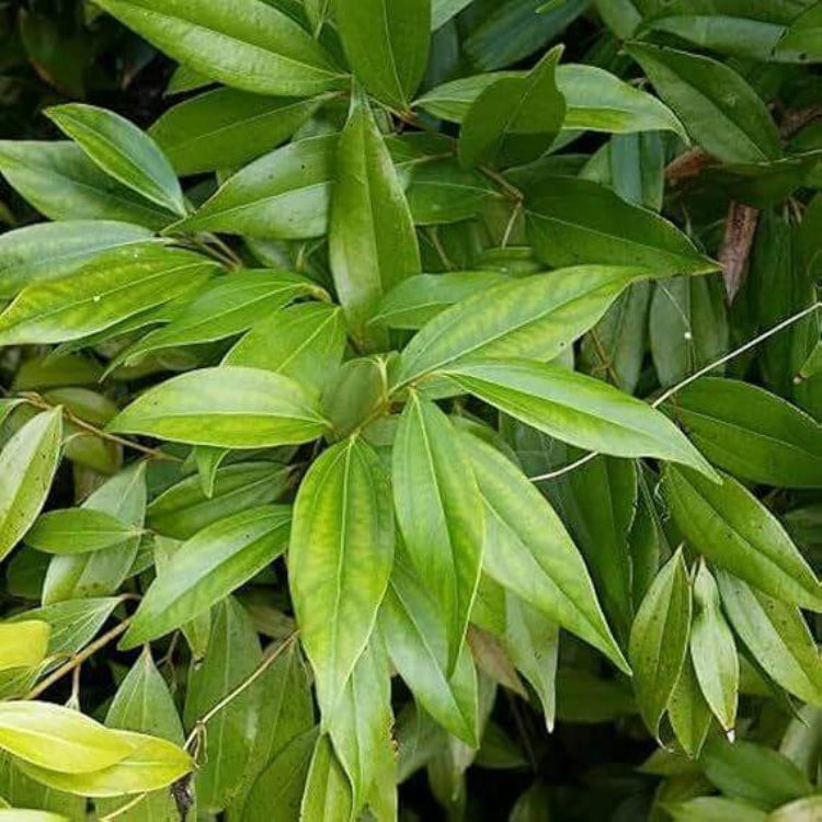 Bay Leaf Plant Seeds - Heirloom Herbal Plant for Home Gardens