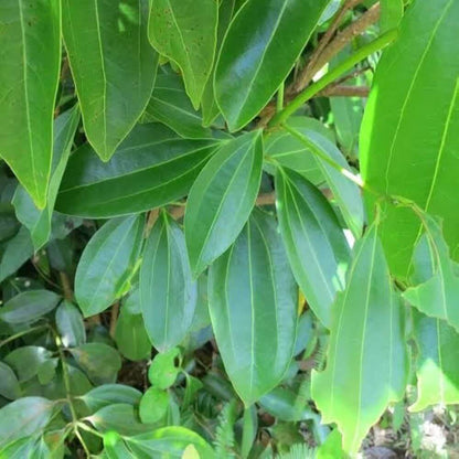 Bay Leaf Plant Seeds - Heirloom Herbal Plant for Home Gardens