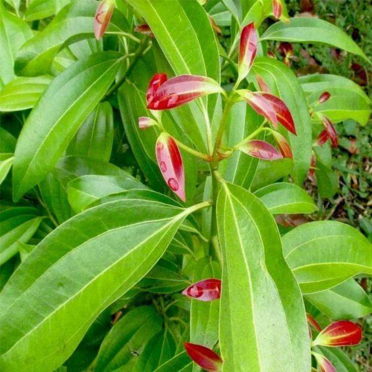 Bay Leaf Plant Seeds - Heirloom Herbal Plant for Home Gardens