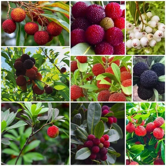 Bayberry Seeds - All In One For Home Gardens