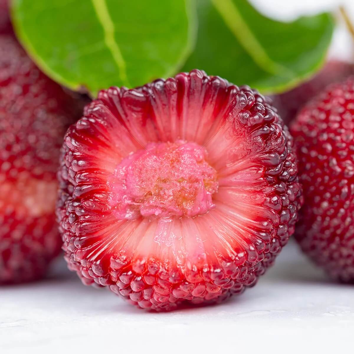 Bayberry Seeds - All In One For Home Gardens