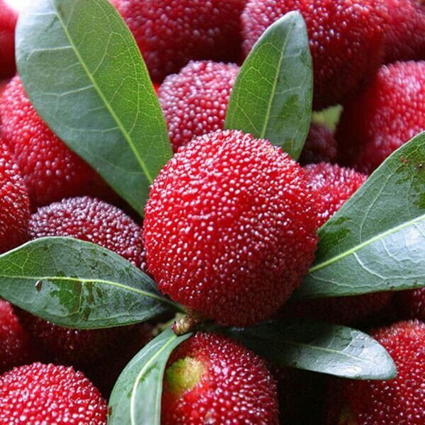 Bayberry Seeds - All In One For Home Gardens