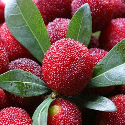 Bayberry Seeds - All In One For Home Gardens