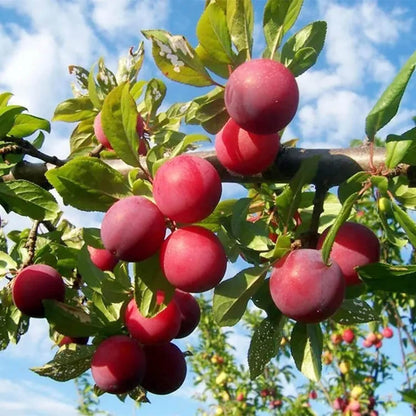 Beach Plum Seeds
