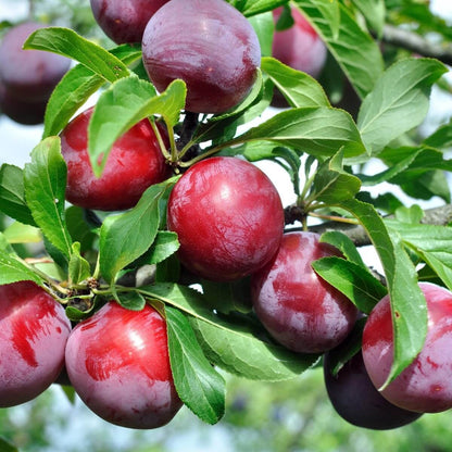 Beach Plum Seeds