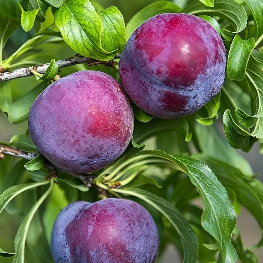 Beach Plum Seeds