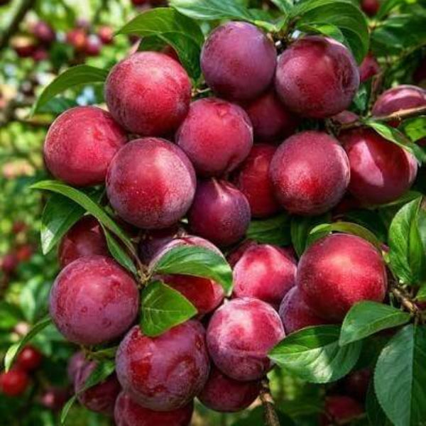 Beach Plum Seeds
