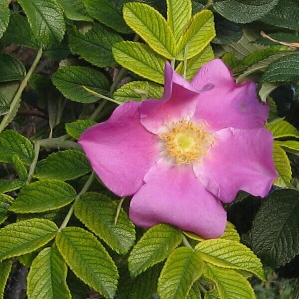 Beach rose seeds - Flower Plant