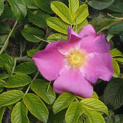 Beach rose seeds - Flower Plant