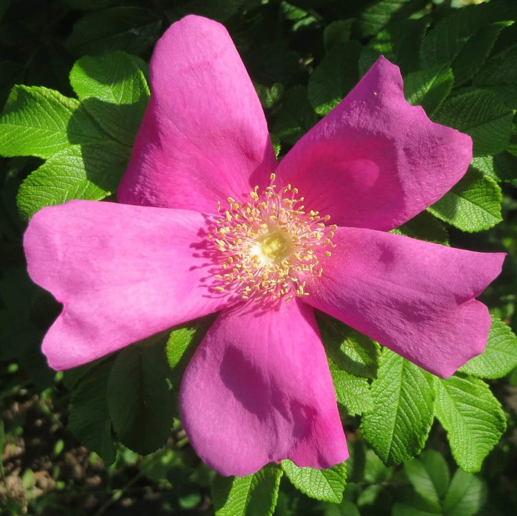 Beach rose seeds - Flower Plant