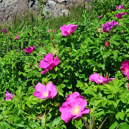 Beach rose seeds - Flower Plant