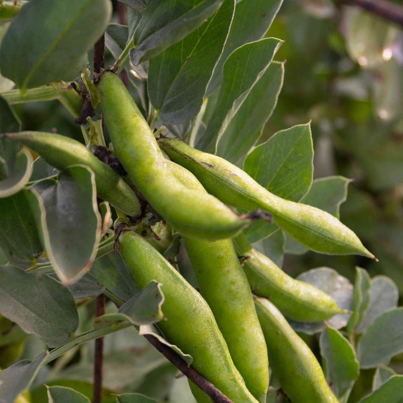 Bean Seeds