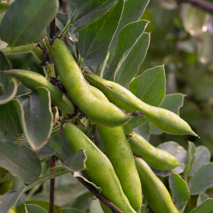 Bean Seeds