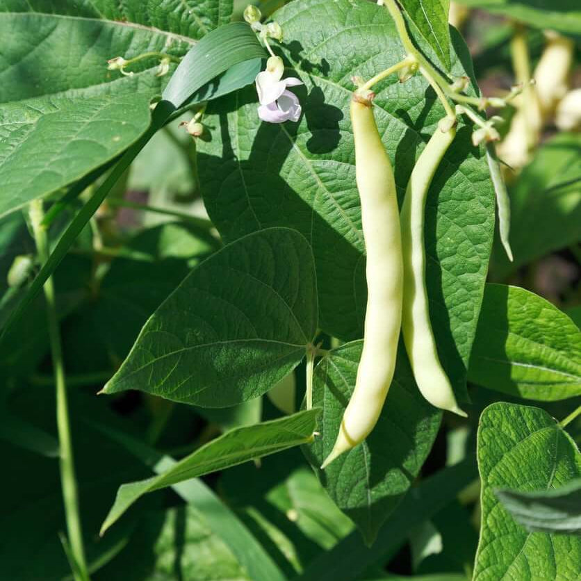 Bean Seeds