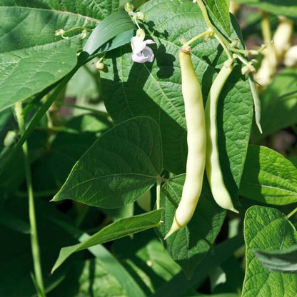 Bean Seeds