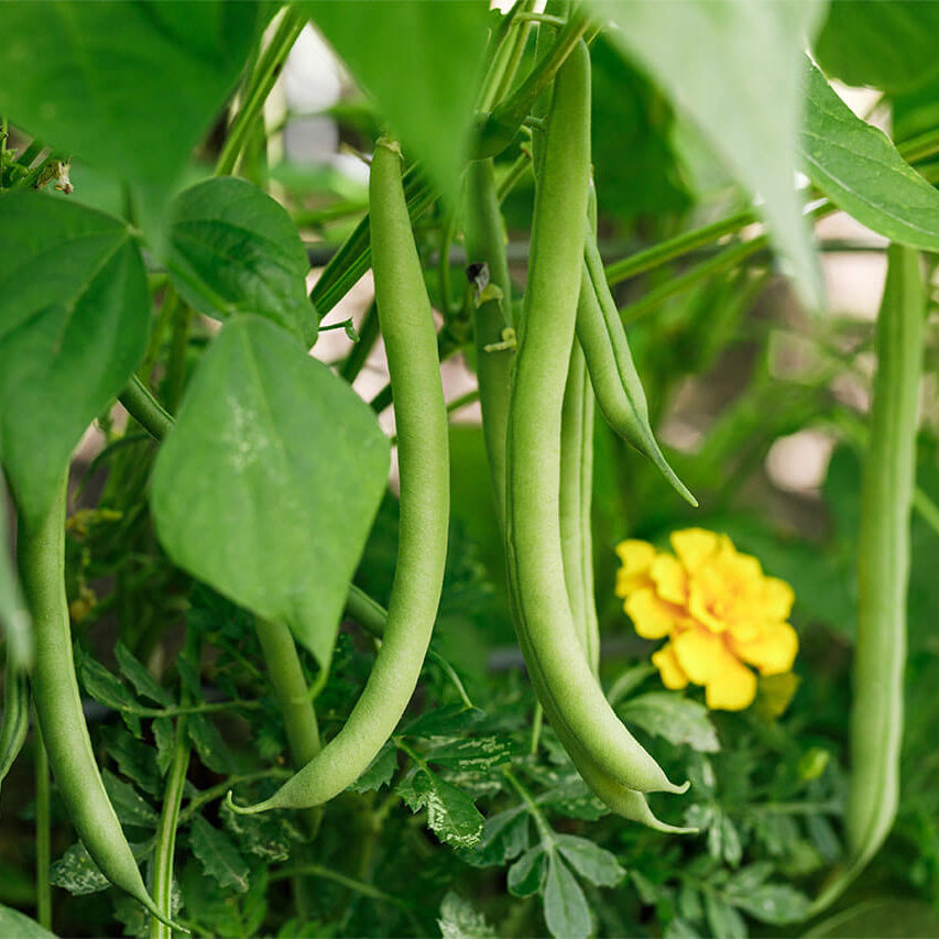 Bean Seeds