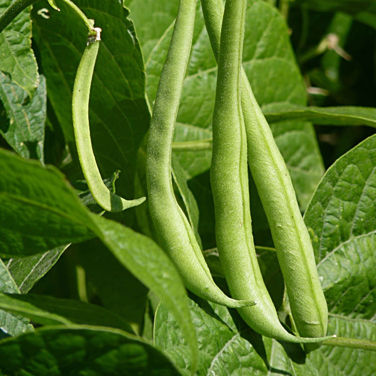 Bean Seeds - Heirloom Vegetable Plant for Home Gardens