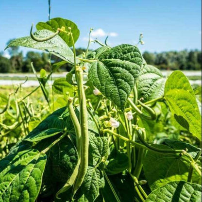 Bean Seeds - Heirloom Vegetable Plant for Home Gardens