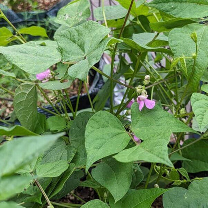Bean Seeds - Heirloom Vegetable Plant for Home Gardens