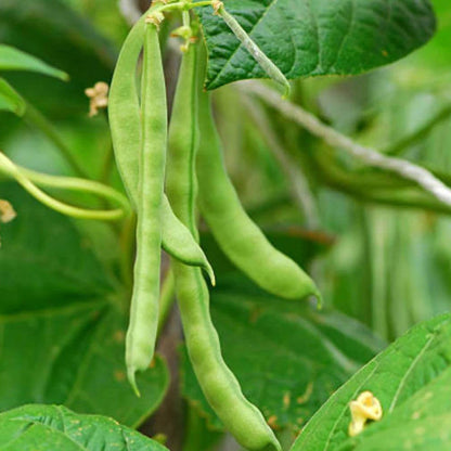 Bean Seeds - Heirloom Vegetable Plant for Home Gardens