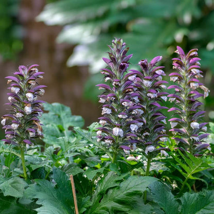 Bear's Breeches Seeds - Heirloom Flower Plant for Home Gardens