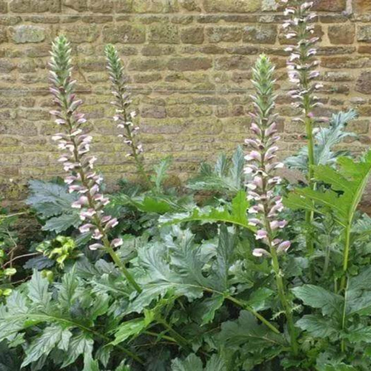 Bear's Breeches Seeds - Heirloom Flower Plant for Home Gardens
