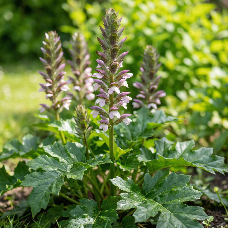 Bear's Breeches Seeds - Heirloom Flower Plant for Home Gardens