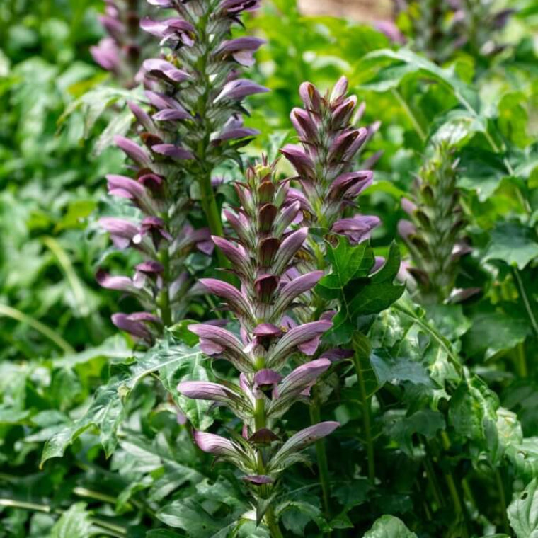 Bear's Breeches Seeds - Heirloom Flower Plant for Home Gardens