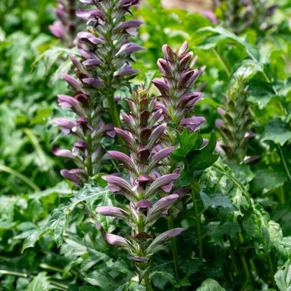 Bear's Breeches Seeds - Heirloom Flower Plant for Home Gardens
