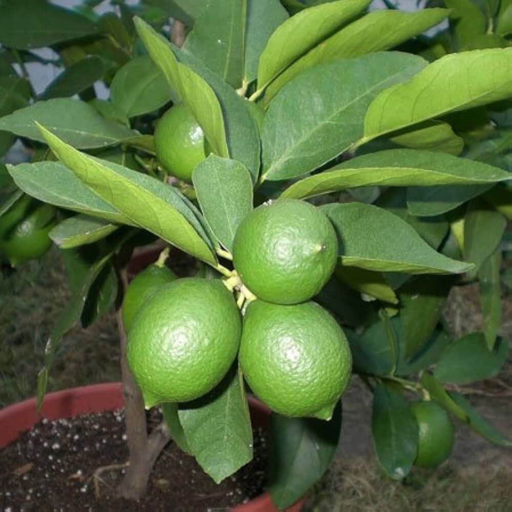 Bearss Lime Seeds