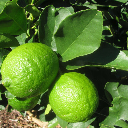 Bearss Lime Seeds