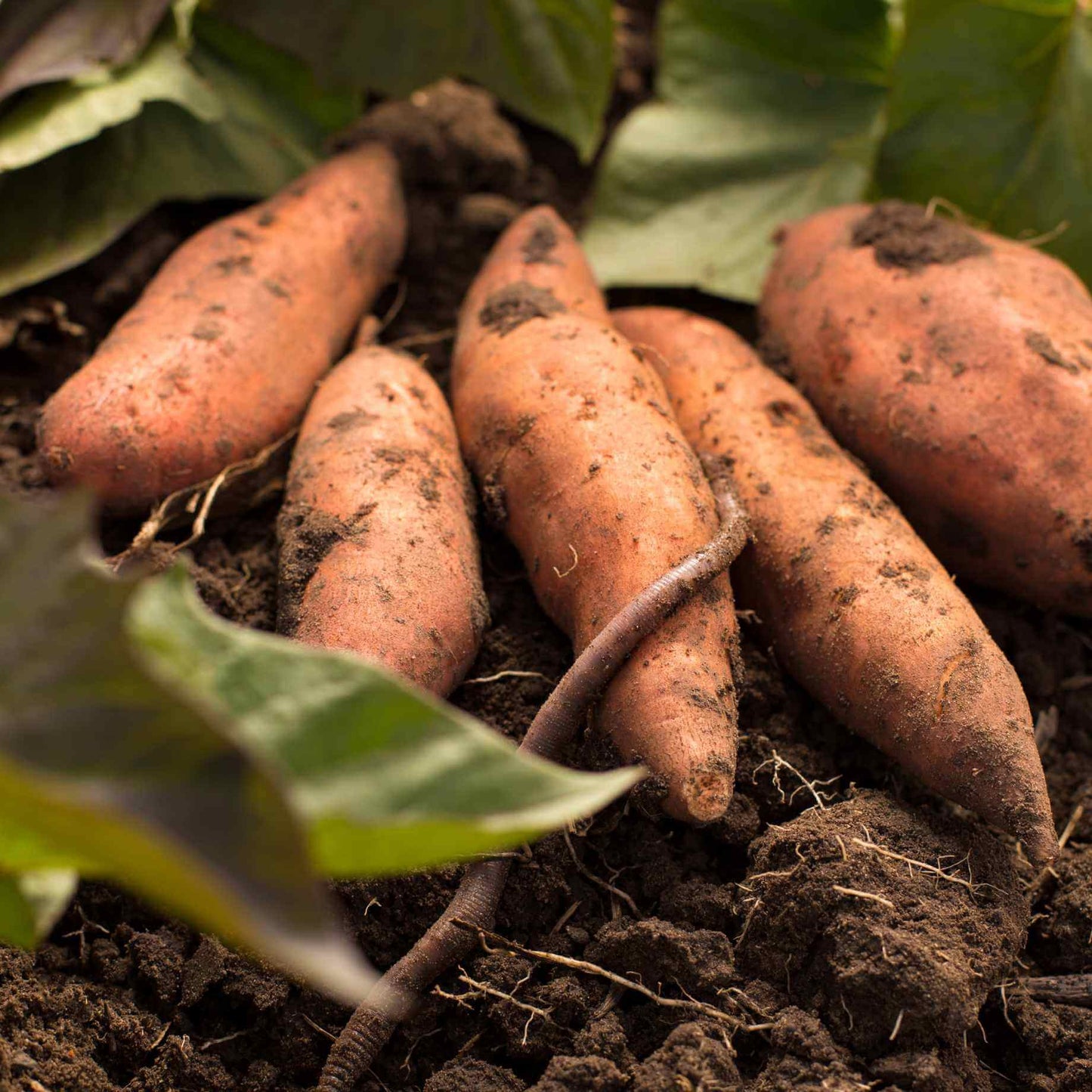 Beauregard Sweet Potato Seeds