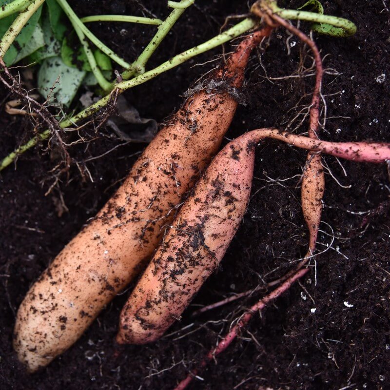 Beauregard Sweet Potato Seeds