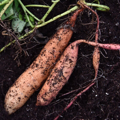Beauregard Sweet Potato Seeds
