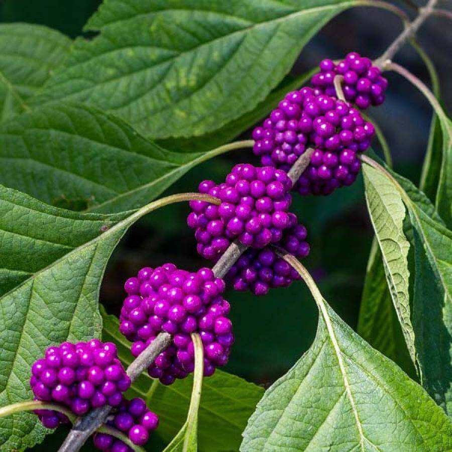 Beautyberry seeds - Fruit Plant for Home Gardens