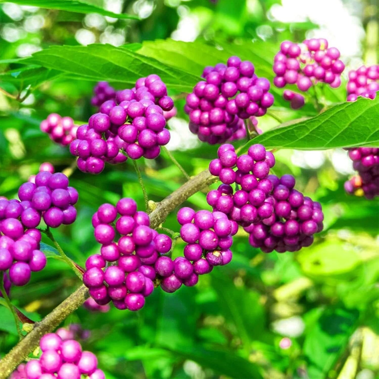 Beautyberry seeds - Fruit Plant for Home Gardens
