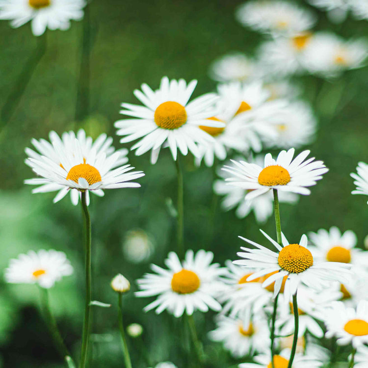 Becky Shasta Daisy Seeds - Flower plant