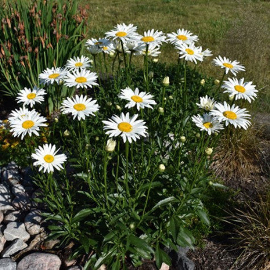 Becky Shasta Daisy Seeds - Flower plant