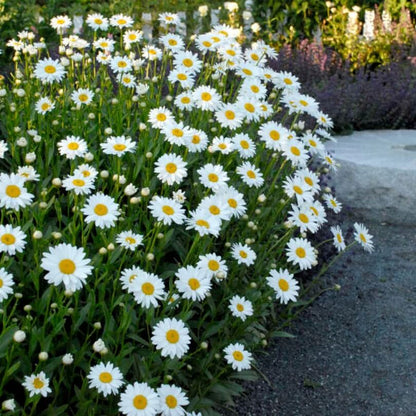 Becky Shasta Daisy Seeds - Flower plant