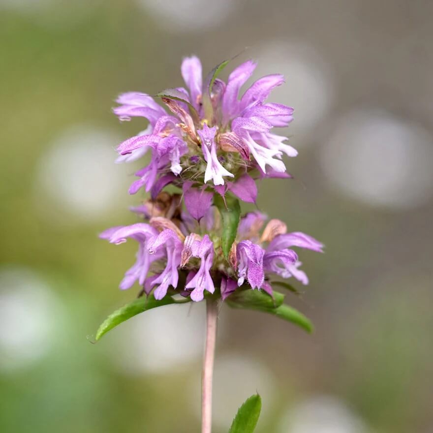 Bee Balm Lemon Mint Seeds