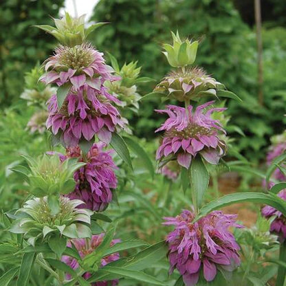 Bee Balm Lemon Mint Seeds