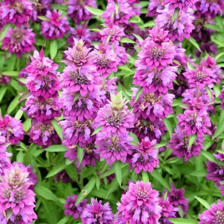 Bee Balm Lemon Mint Seeds
