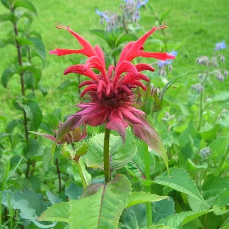 Bee Balm Monarda Seeds - Heirloom Flower Plant for Home Gardens